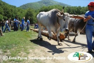 Parco Nazionale del Pollino