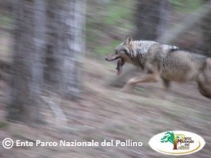 Parco Nazionale del Pollino